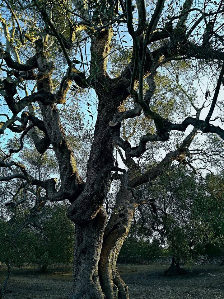 20767701_1577843075601662_5307023480690740347_n