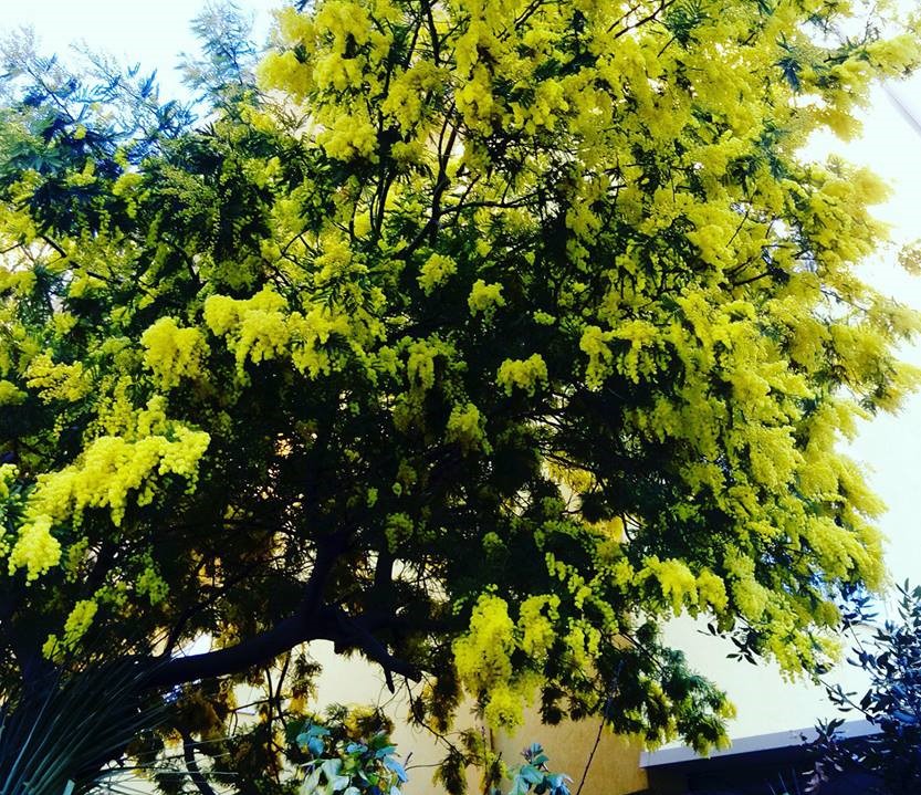 28471287_1768144386571529_1263097126670303232_n