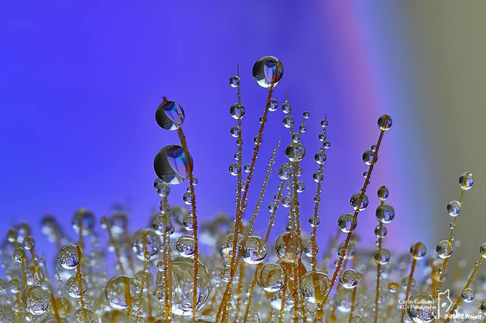 Carlo Galliani Abstract Drops.jpg